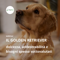 Webinar – Golden Retriever | 3 dic 2026
