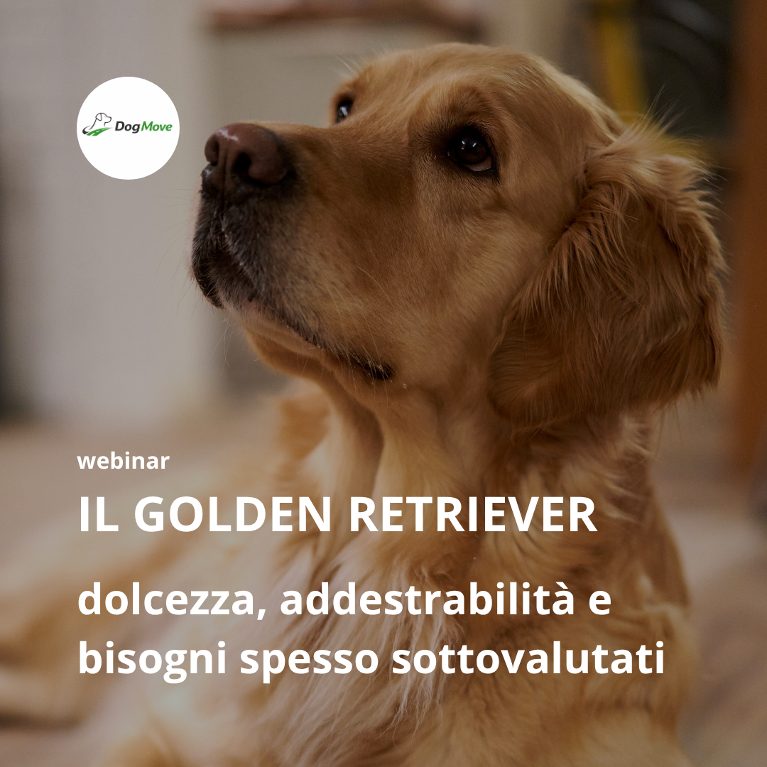 Webinar – Golden Retriever | 3 dic 2026