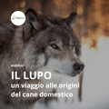 Webinar – Etologia del lupo | 10 set 2026